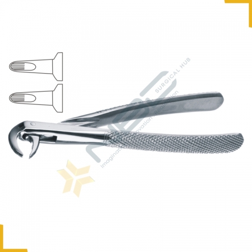 English Pattern Tooth Extracting Forcep Child Fig 162